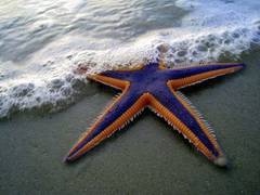 
      
      Scientists discover chemical signals in starfish stop them...
      
      