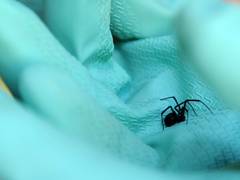 
      
      Spiders inspired researchers to create a depth sensor	
      
      