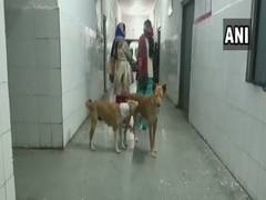 
      
      UP: Stray dog menace in Pilibhit Health Centre
      
      