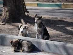 
      
      Housing society in Mumbai slaps Rs 3.60 lakh fine for feeding...
      
      