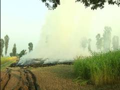 
      
      Haryana: Stubble burning continues in Fatehabad despite ban 
      
      