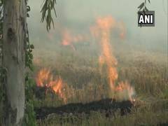 
      
      Haryana: 133 farmers penalised for burning stubble in Kaithal
      
      