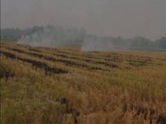 
      
      Haryana govt tightens noose on stubble burning, FIR filed...
      
      