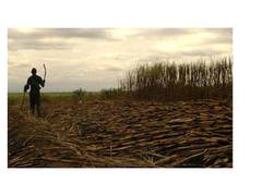 
      
      UP: Sugarcane farmers write to PM Modi, CM Yogi, threaten...
      
      
