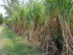 
      
      Punjab: Sugarcane crushing season in cooperative sugar mills...
      
      