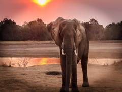 
      
      Muscle and skin plays important role in elephant's trunk
      
      