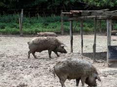 
      
      S Korea completes quarantine against African swine fever near DMZ
      
      