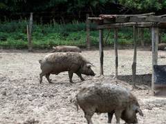 
      
      China says will ban pork imports from India to 'prevent swine...
      
      