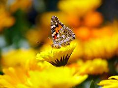 
      
      Researchers reveal satellites and drones can help save pollinator
      
      