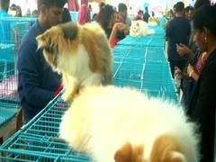 
      
      Tamil Nadu's first cat show held in Coimbatore
      
      