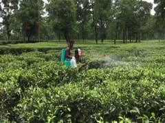 
      
      Operations in tea gardens are allowed with 50 pc workforce,...
      
      