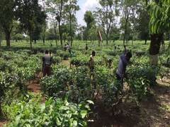 
      
      Siliguri's Tea industry upbeat as WB Govt allows 100 per cent...
      
      