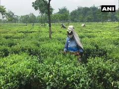 
      
      Covid-19 restrictions, lockdown hit Siliguri tea traders 
      
      