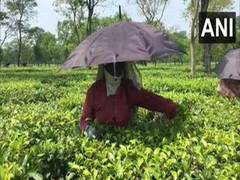 
      
      Tea gardens in Siliguri resumes operations amid lockdown 
      
      