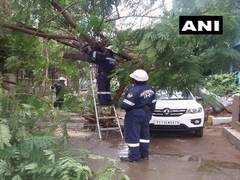 
      
      Telangana: Heavy rains results in collapsed trees
      
      
