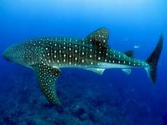 
      
      New fish species discovered that can detect wavelengths
      
      