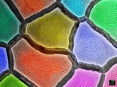 
      
      Researchers develop colour-changing artificial chameleon skin
      
      