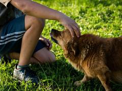 
    Petting therapy dogs can reduce anxiety, enhance thinking skills in stressed students
    