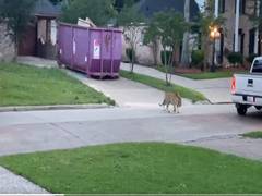 
      
      Tiger named 'India' remains missing in US state of Texas
      
      