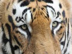 
      
      Population of tigers increased in 2018 compared to 2014 in...
      
      
