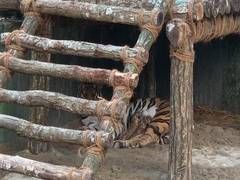 
      
      West Bengal: Tigress gives birth to three cubs at Bengal...
      
      