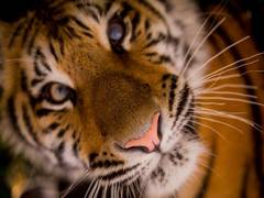 
      
      Telangana: 21-year-old Royal Bengal tiger dies at Nehru...
      
      