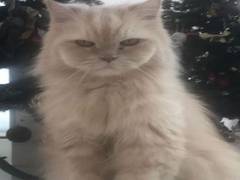 
      
      Tiger Shroff mourns demise of his cat JD, pens heartfelt note
      
      