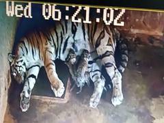 
      
      Tigress Megha gives birth to 3 cubs in Odisha's Nandankanan...
      
      