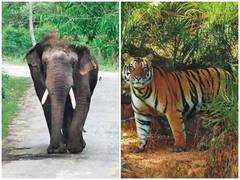 
      
      Centre releases over Rs 35 crores to Odisha for tiger,...
      
      