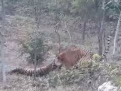 
      
      Udaipur: Tiger barged into tigress's enclosure, killed her
      
      