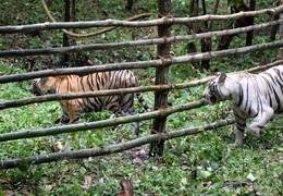 
      
      Rika and Kika, two tigresses released in Bengal safari near...
      
      