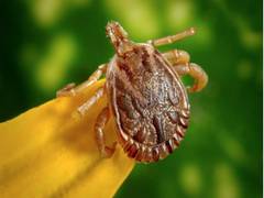 
      
      Tick saliva drug can ease chronic pain, itching in people: Study
      
      