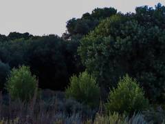 
    Plants help each other to grow in harsh environment: Study
    