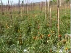 
      
      American Telugu Association for Farmers helps AP farmers with...
      
      