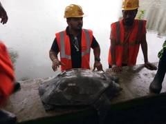 
      
      Desert tortoises can't take heat of roadside fencing
      
      