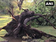 
      
      1 dead, 10 injured as tree falls on visitors at Nehru...
      
      