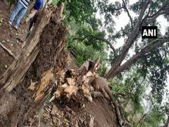 
      
      One dead, 7 children injured after tree uprooted in Odisha's...
      
      
