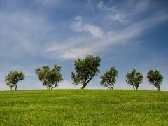
      
      Trees - a feasible option for cutting down air pollution...
      
      
