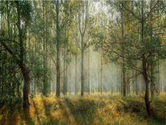 
      
      Amazon rainforest is losing resilience, suggests analysis of...
      
      