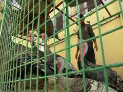 
      
      Turkish birds imported to boost poultry farming in Kashmir 
      
      