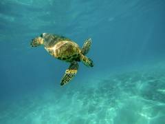 
      
      Study finds that turtles experience temporary hearing loss...
      
      