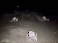 
      
      Olive Ridley turtle hatchlings emerge from nest on Goa beach,...
      
      