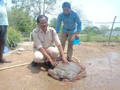
      
      Odisha: 42-kg turtle of rare variety found during construction
      
      
