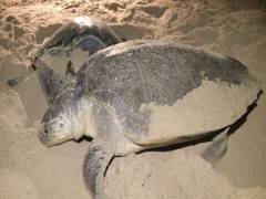 
      
      Odisha gets ready for buffer nesting of Olive Ridley, imposes...
      
      