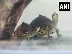 
      
      Railway Protection Force recovers 235 turtles of rare species...
      
      