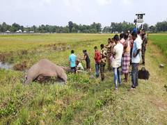 
      
      Tusker dies in suspected electrocution in Jalpaiguri
      
      