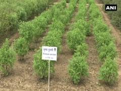
      
      UP: Scientists from CSIR-CMAP develop hybrid Tulsi in Lucknow
      
      