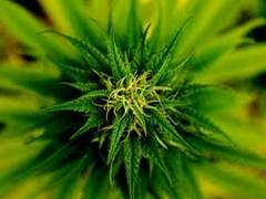 
      
      Expectant mothers can reduce impact of marijuana on baby's...
      
      
