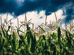 
      
      Fungi help reduce use of fertilizers for crops  
      
      