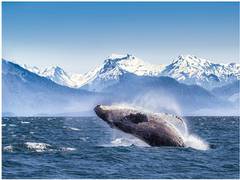 
      
      World Photography Day: The Alaskan Dream Destinations for a...
      
      